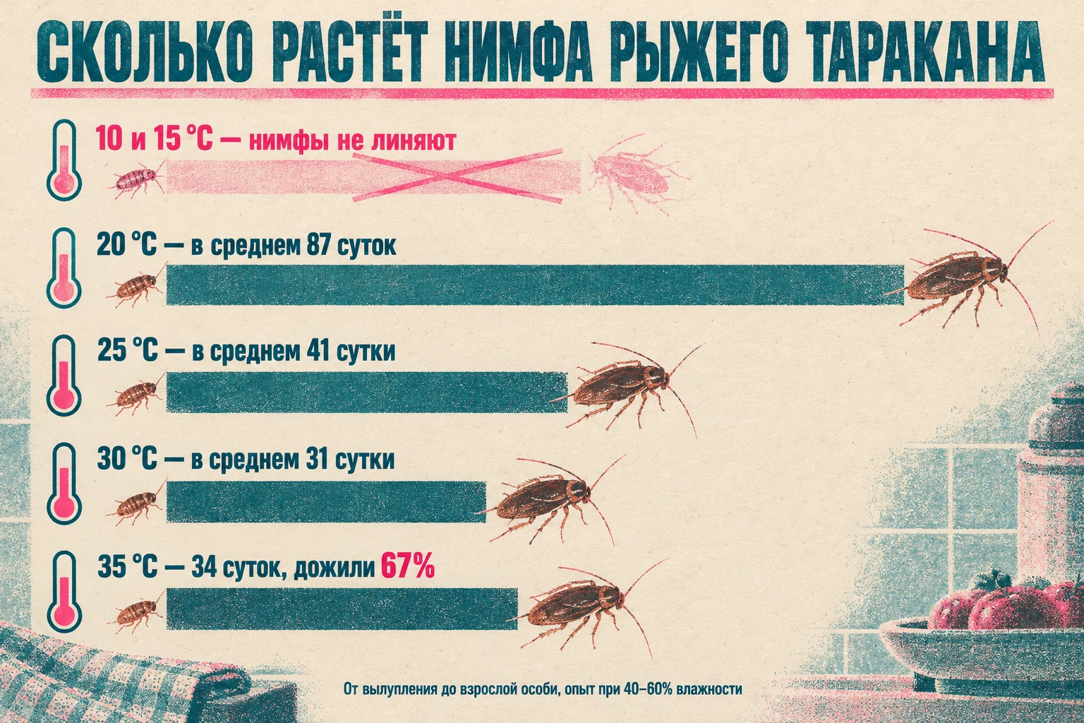 Столбчатая диаграмма: срок развития нимфы рыжего таракана при 20, 25, 30 и 35 °C составляет 87, 41, 31 и 34 суток; при 10 и 15 °C нимфы не развиваются.
