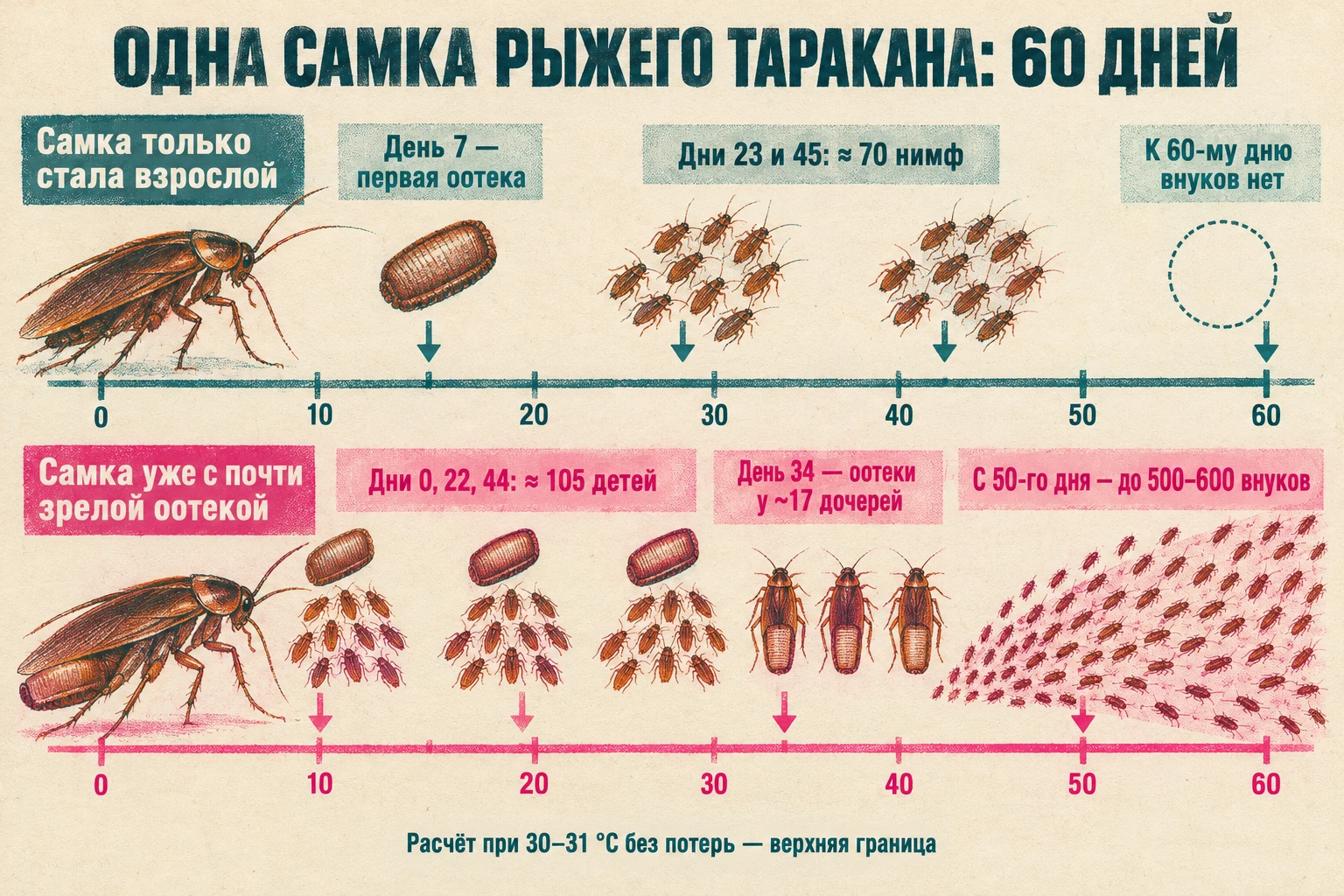 Две временные шкалы от 0 до 60 дней: у молодой самки две кладки около 70 нимф и нет внуков, у самки с готовой оотекой около 105 детей и с 50-го дня до 500–600 внуков.